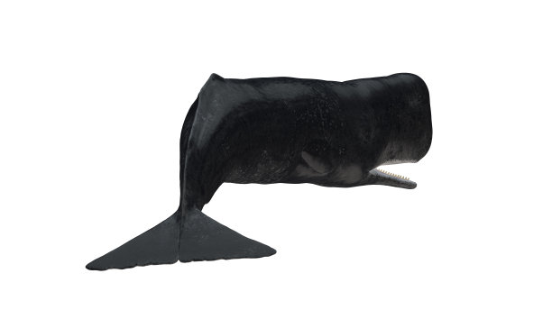 孤立抹香鲸尾巴下来背面侧视图在白色背景张开嘴三维渲染图片下载