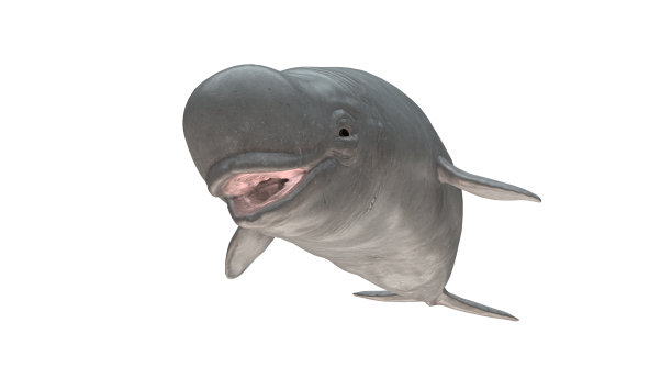 白鲸微笑正面视图孤立在白色背景准备切割3d渲染图片下载