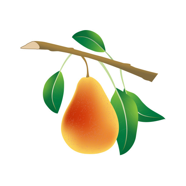 矢量插图的成熟的红色梨在一个分枝与绿色的叶子。白色背景图片下载