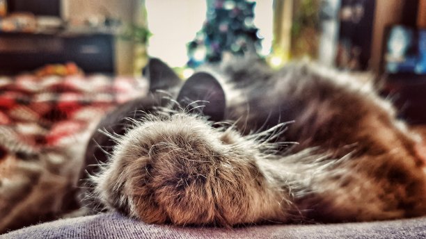 毛茸茸的猫爪图片下载