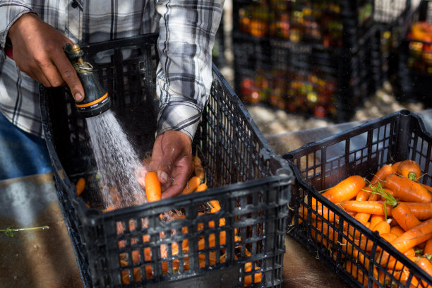 男人正在用手清洗刚从花园采摘的胡萝卜图片下载