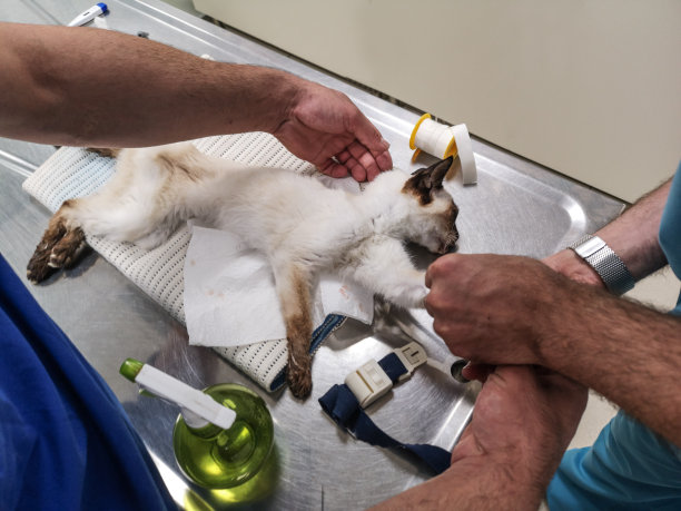 在兽医院接受治疗的猫图片下载
