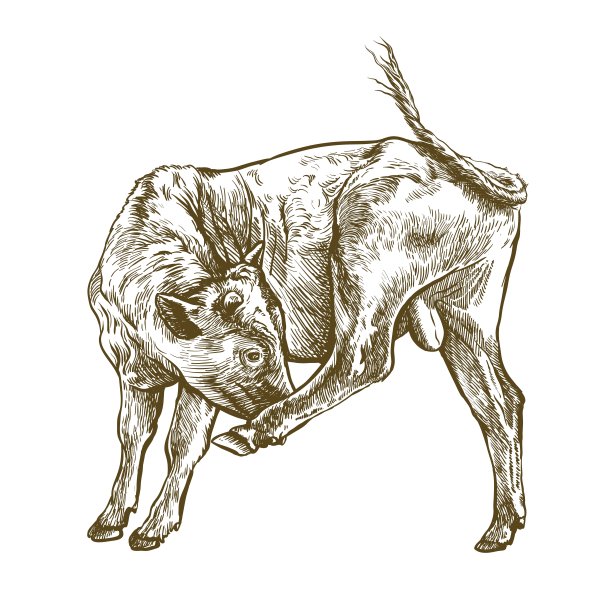 饲养奶牛。畜牧业。牲畜插图上的白色图片下载