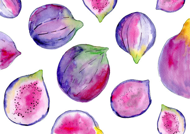 水彩紫色无花果孤立的白色背景。图片下载