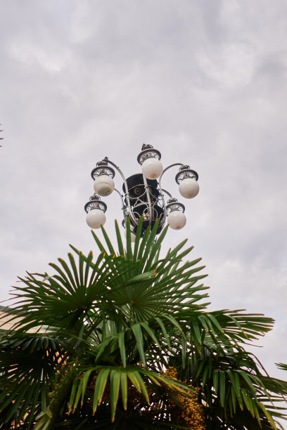 城市里的绿树和城市之光图片下载