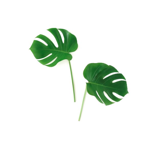 热带绿色怪物的叶子，树枝图案孤立在白色的背景上。前视图。space.abstract副本。图片下载