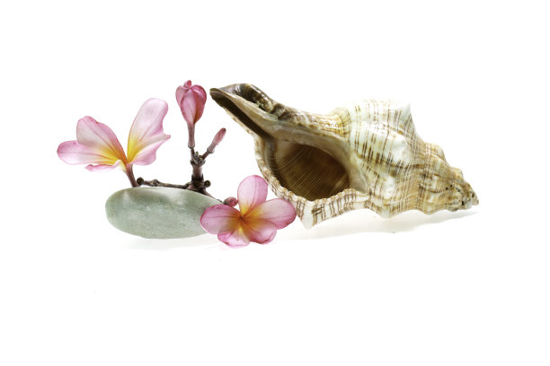 蛋壳上的鸡蛋花。图片下载