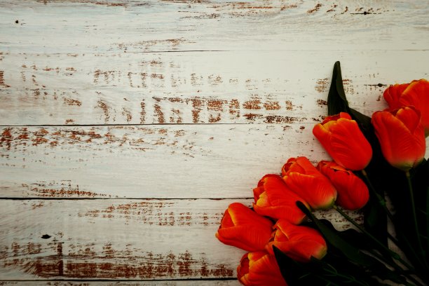 白色木质背景上的一束橙色郁金香图片下载