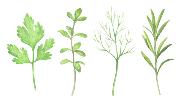 水彩草药集图片下载