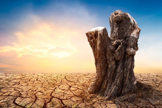 干地上的树桩图片下载