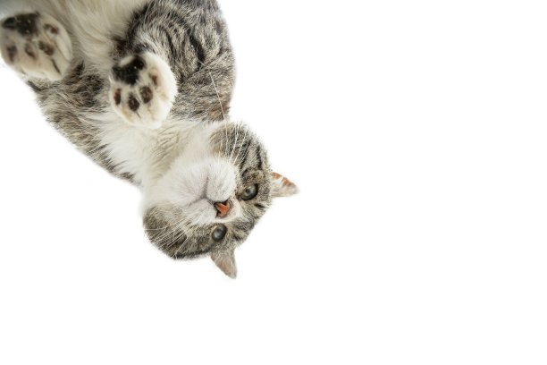 猫站在玻璃上，白色的背景图片下载