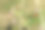 枸杞灌木的花和浆果图片下载