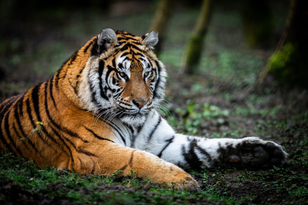 森林里一只老虎的画像图片下载