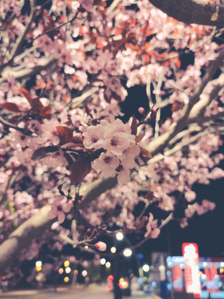 晚上的杏树图片下载