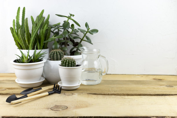 家庭花卉栽培。将植物移植到一个盆中，并在白色木桌上放置园艺工具。有许多植物的现代室内图片下载