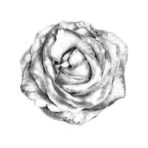 手绘玫瑰花卉素描复古插画大尺寸海报印刷设计单色典雅浪漫时尚风格图片下载
