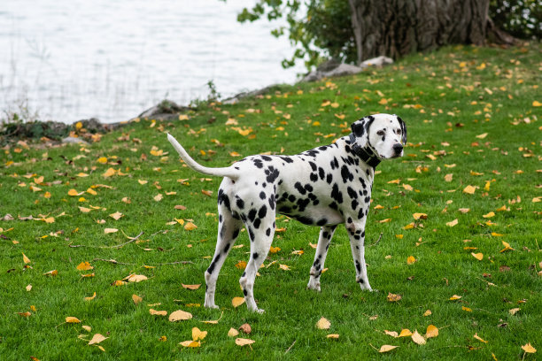 达尔马提亚狗坐在图片下载