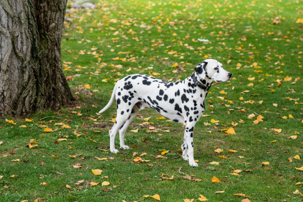 达尔马提亚狗坐在图片下载