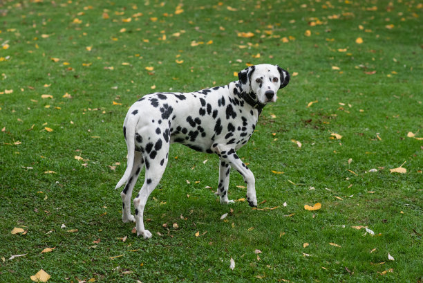 达尔马提亚狗坐在图片下载
