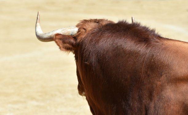 牛的角图片下载