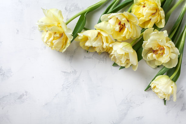 美丽的一束郁金香花在白色桌顶视图。平的。母亲作文，母亲节。图片下载