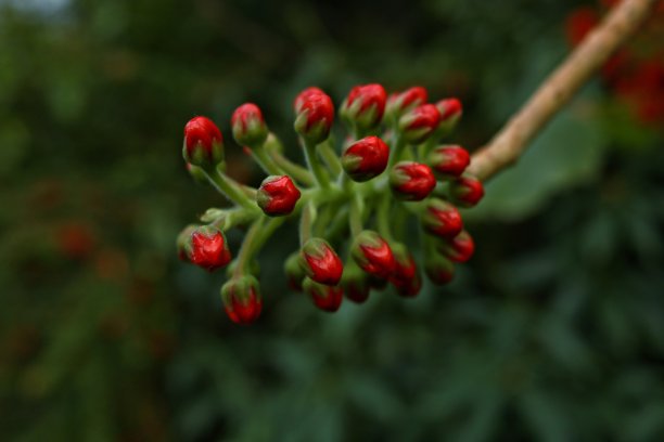 花园里盛开着奇异的红花图片下载