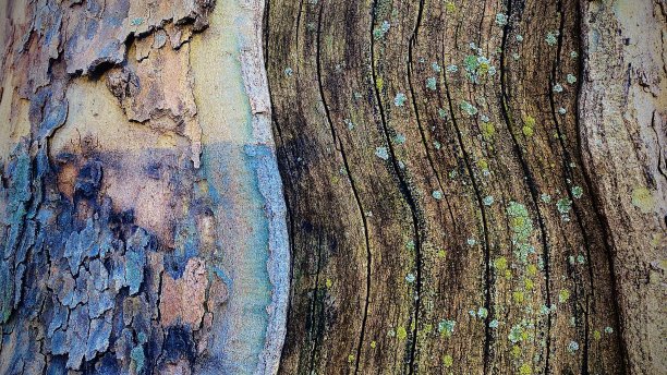 接近的树皮和暴露的木材图片下载