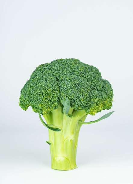 白底花椰菜图片下载