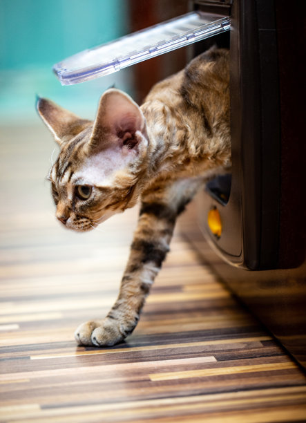 智能小猫使用猫门在房子库存照片图片下载