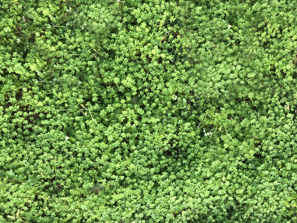 三叶草为背景。图片下载