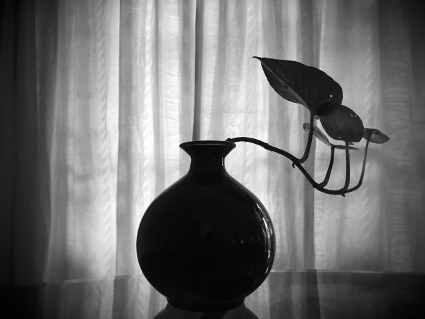 花瓶和植物图片下载