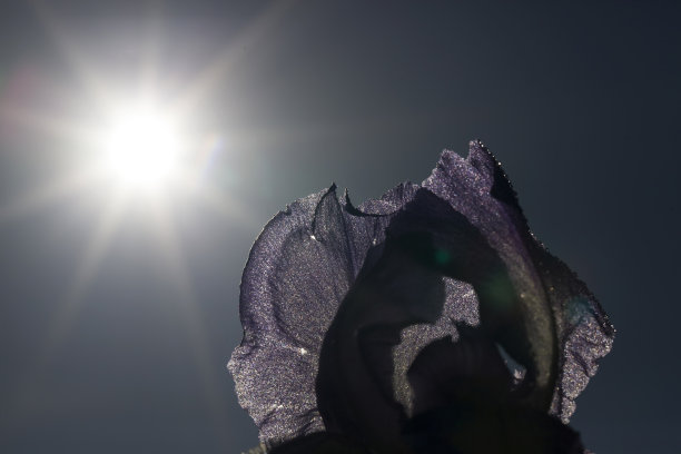 蓝紫鸢尾花图片下载
