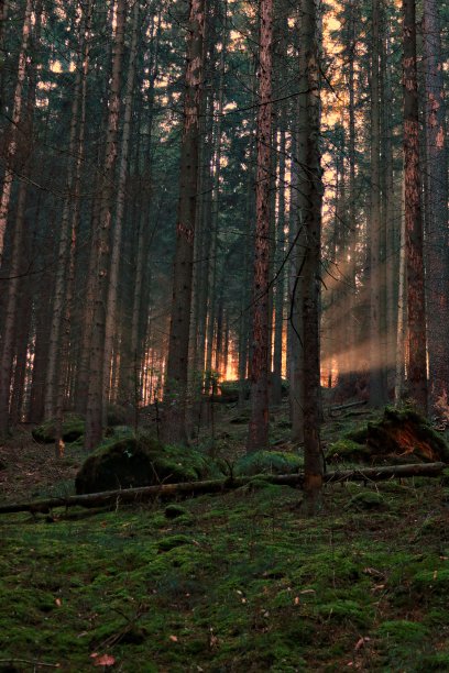 森林中的日落图片下载