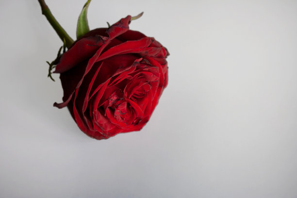 单瓣红玫瑰带空白图片下载