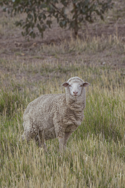 高草中的绵羊图片下载