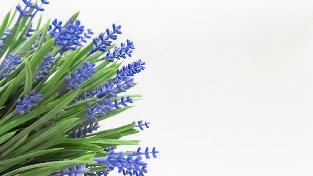 图片左边白色背景上是一大束蓝色的春天小花。明信片。情人节、国际妇女节、生日、节日概念、拷贝空间图片下载