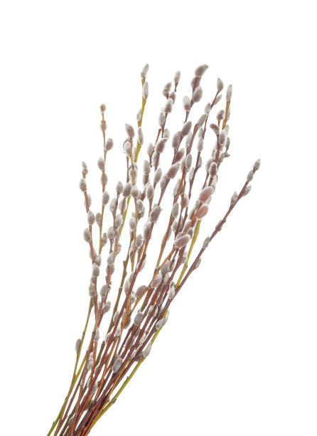 白色背景上孤立的柳枝。没有影子图片下载