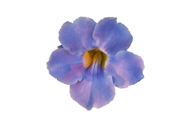 紫色的花孤立在白色的背景上。带有剪切路径的对象图片下载