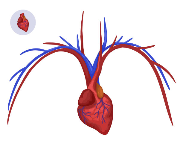 心脏和动脉。人体器官的矢量插图和图标。图片下载