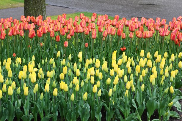 花园里有许多美丽的郁金香。图片下载