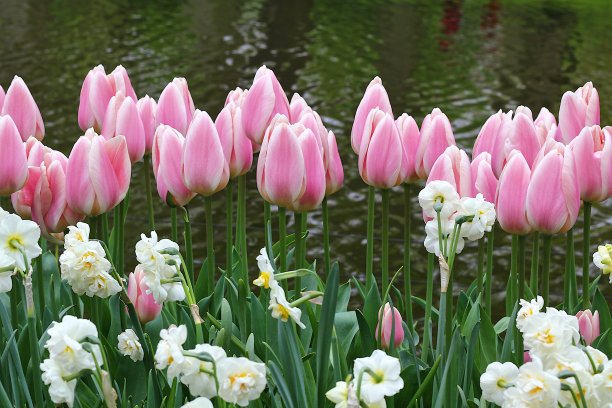 花园里有许多美丽的郁金香。图片下载