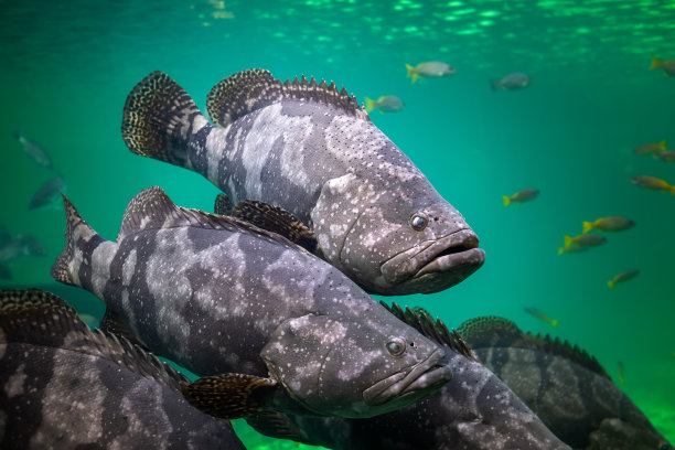 大石斑鱼或褐斑石斑鱼。图片下载