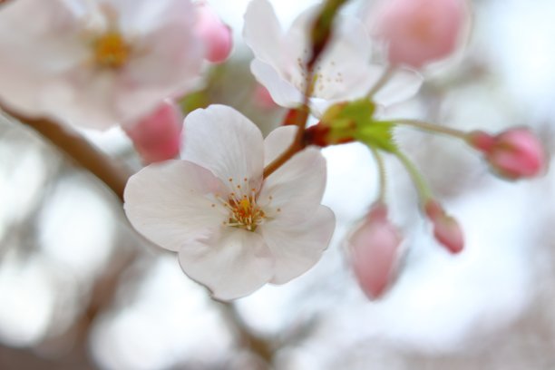 日本樱花图片下载