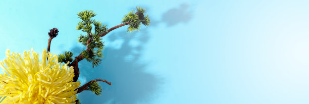 陶罐里的一棵小盆景树。孤立在白色的背景上。图片下载