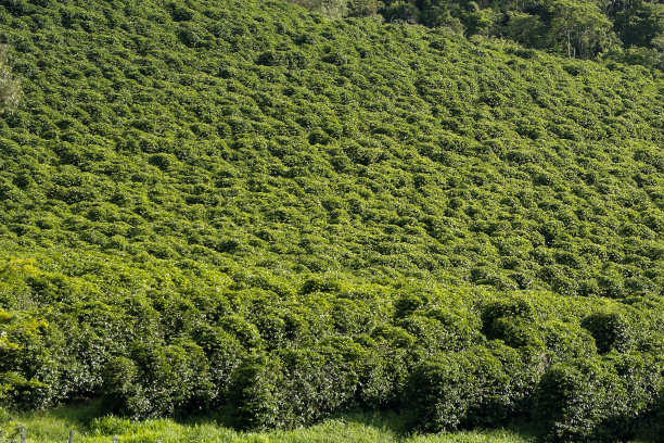 观赏农场与咖啡种植园图片下载
