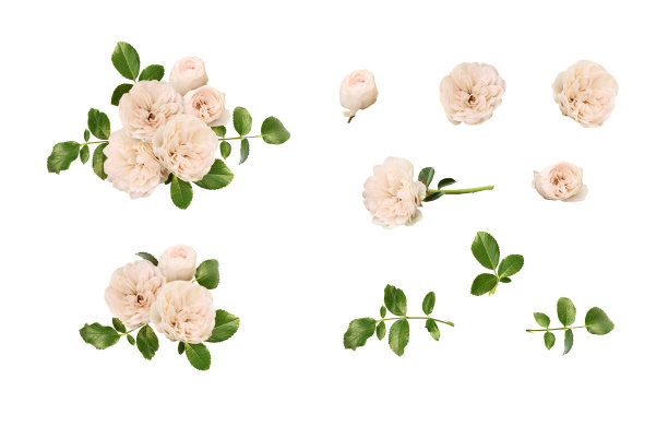 玫瑰花、花蕾、叶子和花卉装饰图片下载