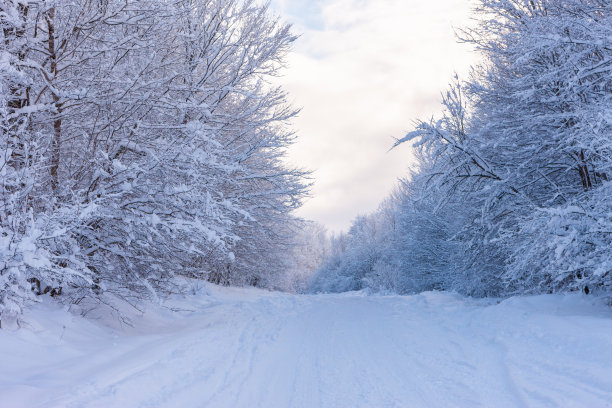 冬季森林道路图片下载