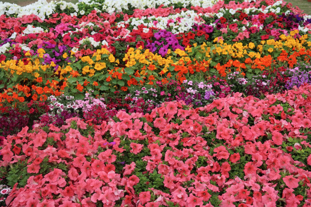 红色，粉色，紫色，白色和蓝色的夏季花园，充满了一年生床上植物和矮牵牛花盛开的照片在花园中心/房子花园/盆栽植物/室内植物。图片下载