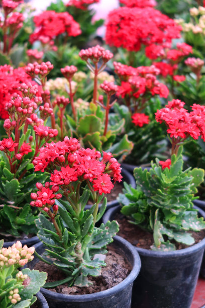 花商kalanches(火焰凯蒂)在花园中心商店的图片，热带kalanches花和盛开的多肉植物室内植物，粉红色和红色的花，生长在塑料花盆，仙人掌植物需要很少的水，耐旱图片下载