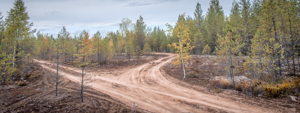 没有铺柏油的森林。图片下载